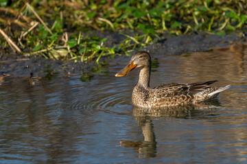 Female Northern Shoveler (Spatula clypeata)