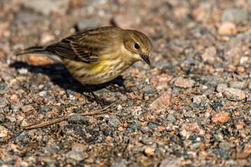 Myrtle Warbler or Yellow-rumped warbler (Setophaga coronata)