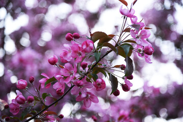 bee on pink flower