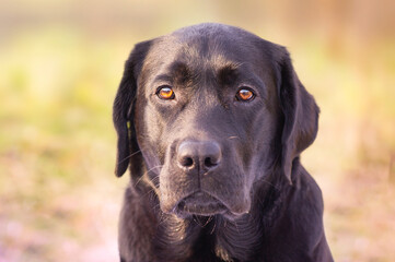 Close-up portrait of a labrador retriever. A pet, an animal.
