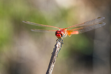 Red Veined Darter, Sympetrum fonscolombii, Majorca, Spain