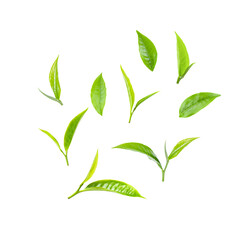 green tea leaf on transparent png