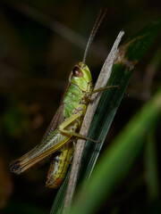 grasshopper on a leaf