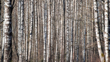 Fototapeta premium forest background, in the photo birch forest in autumn close-up