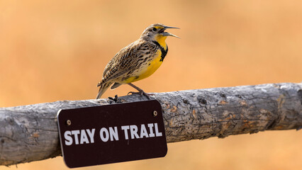 Western Meadowlark - A Western Meadowlark Singing on top of a "Stay On Trail" sign at side of a mountain trail on a bright and colorful Spring evening. North Table Mountain Trail, Golden, Colorado, US