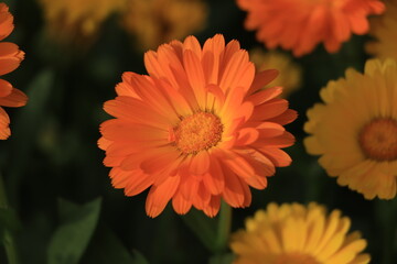Background of orange calendula flower