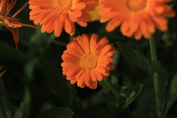 Calendula flower close up background