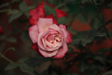 Beautiful pink rose closeup with copy space