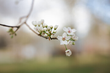 Ornamental pear or Bradford pear tree with showy flowers during spring. But the beautiful flowers...