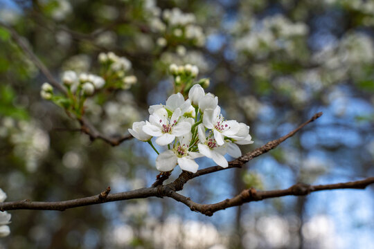Ornamental pear or Bradford pear tree with showy flowers during spring. But the beautiful flowers are going with horrible smell like amoniac or urine, The trees has fruits, not edible for human. It gi