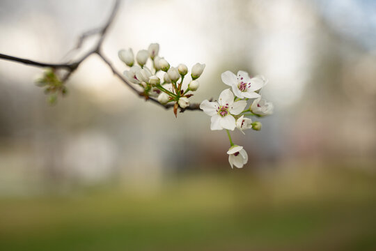 Ornamental pear or Bradford pear tree with showy flowers during spring. But the beautiful flowers are going with horrible smell like amoniac or urine, The trees has fruits, not edible for human. It gi