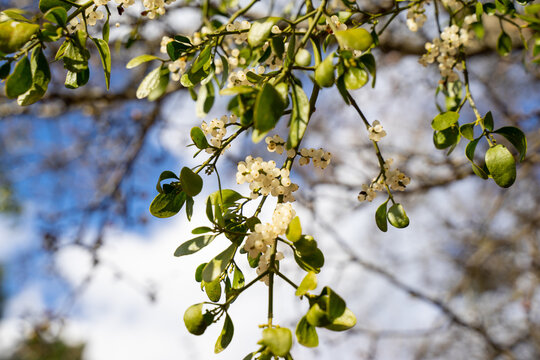 Ornamental pear or Bradford pear tree with showy flowers during spring. But the beautiful flowers are going with horrible smell like amoniac or urine, The trees has fruits, not edible for human. It gi