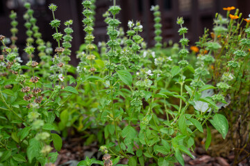 Lemon basils are blooming. This herb create relaxing smells like lemongrass. The leaves have essential oil that help to calm from stress. It can be used for medical treatment and cooking. 