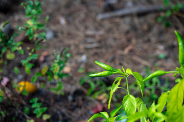 Homegrown Thai peppers. It requires months for peppers to have flowers and then fruits. Depend on the types, most peppers are spicy from light to strong. The fruit will change color from green to red 