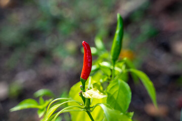 Homegrown Thai peppers. It requires months for peppers to have flowers and then fruits. Depend on the types, most peppers are spicy from light to strong. The fruit will change color from green to red 