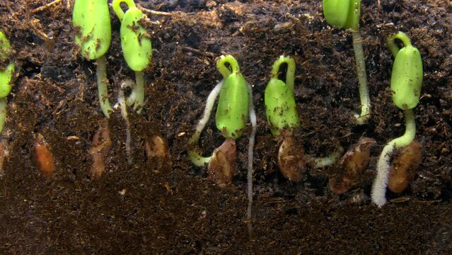 Row fresh flax seeds underground side view panoramic macro of growing roots in timelapse. Theme agriculture cultivation of cereals and vegetables. Scientific experiment with germination of meadow crop