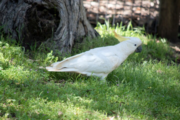 this is a side view of a sulphur crested cockatoo looking for food in the grass