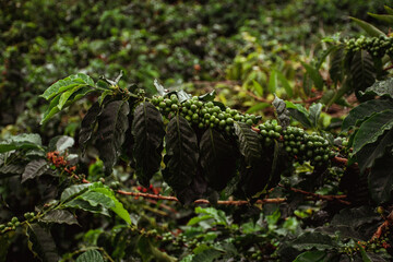 A coffee plant with green beans growing in Colombia