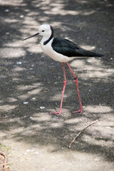 this is a side view of a black winged stilt walking