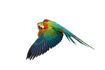 Harlequin macaw parrot isolated on transparent background png file