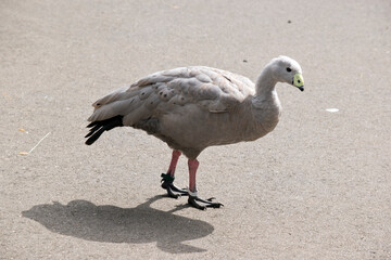 the cape barren goose is walking on the path looking for food that tourist drop on it