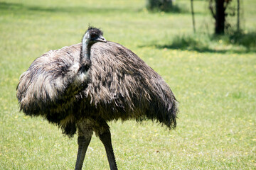 the australian emu is looking around for danger