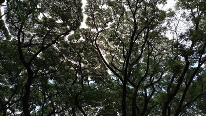 tree canopy in the forest