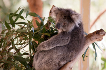 the koala ia sitting in the fork of a tree