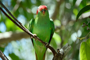 this a close up of a musk lorikeet