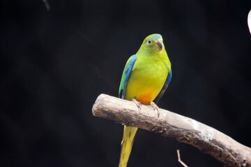 the orange bellied parrot is perched in a tree