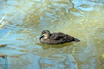 the pacific black duck is swimming in a lake