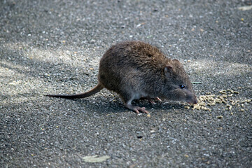 this is a side view of a potoroo a small marsupial