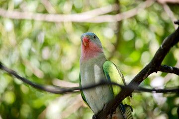 the princess parrot is perched on a tree branch