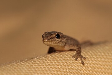 Very young Cape Dwarf Gecko. It is just about 2cm in length. Western Cape, South Africa.