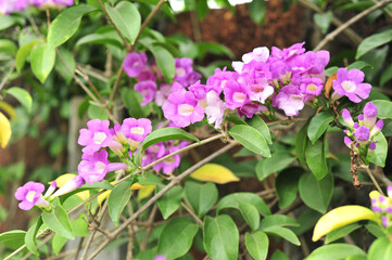 Garlic vine violet flower selective focus point