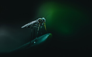 Close up of green long-legged fly or Austrosciapus connexus on green leaf. Insect photo in Thailand, Light nature background, Selective focus. - obrazy, fototapety, plakaty