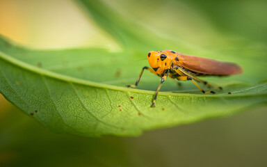 Orange Leafhopper standing on green leaf, planthoppers, treehopper or spittlebug, Nature blurred background, macro concept and selective focus, Insect Thailand.