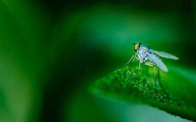 Close up of green long-legged fly or Austrosciapus connexus on green leaf. Insect photo in Thailand, Light nature background, Selective focus.