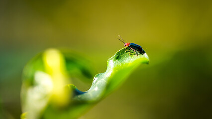 Close up a Shining Flea Beetle, Asphaera lustrans on green leaf and natrue blurred background,...