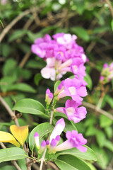 Garlic vine violet flower selective focus point