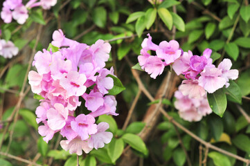 Garlic vine violet flower selective focus point