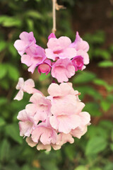 Garlic vine violet flower selective focus point