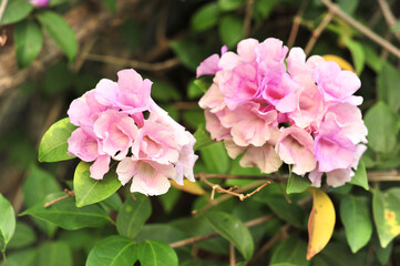 Garlic vine violet flower selective focus point