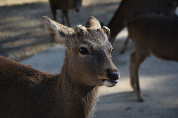 deer at park