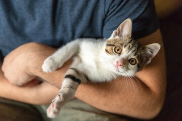 Naklejka premium A kitten resting in a man's arms