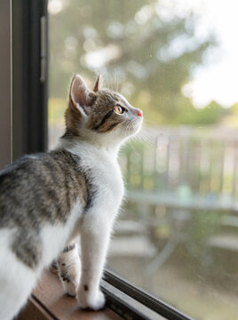 A kitten looking out a screen window