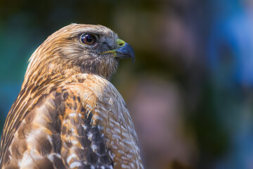 juvenile red-shouldered hawk perched on a low oak tree limb
