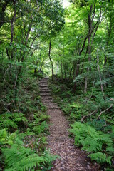 fine spring forest with path and fern