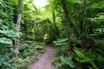 Fototapeta na wymiar wild forest with old trees and fern