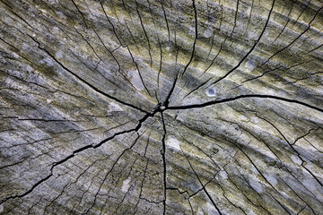 A tree log cut texture with cracks